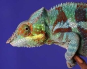 chameleon diamonds